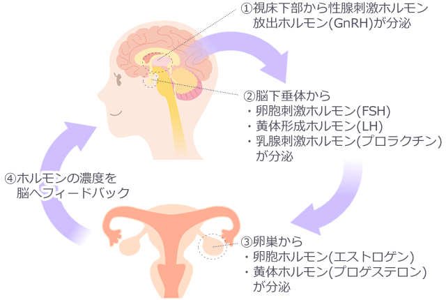 女性ホルモン分泌の仕組み