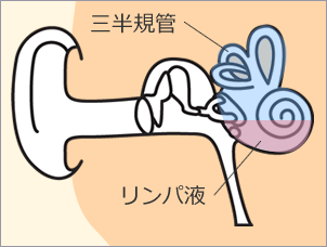 三半規管とリンパ液のイメージ図